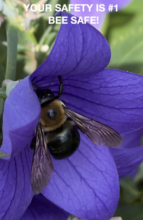 A bumblebee nestled in a purple flower, with the text 'Your safety is #1, bee safe!'